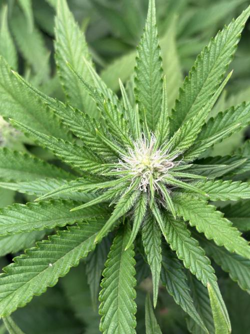 🍊 Mimozz – Glazed in Terps. Week 7