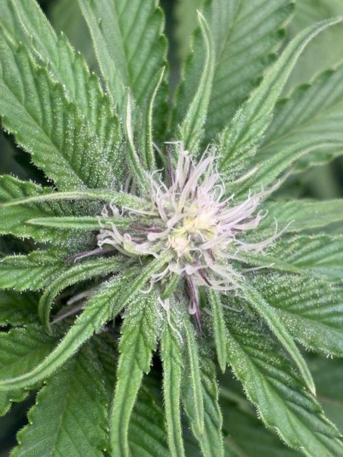Mimozz. Week 7