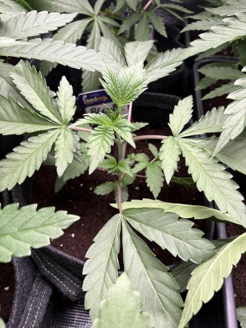 Blooberry Z. Week 4