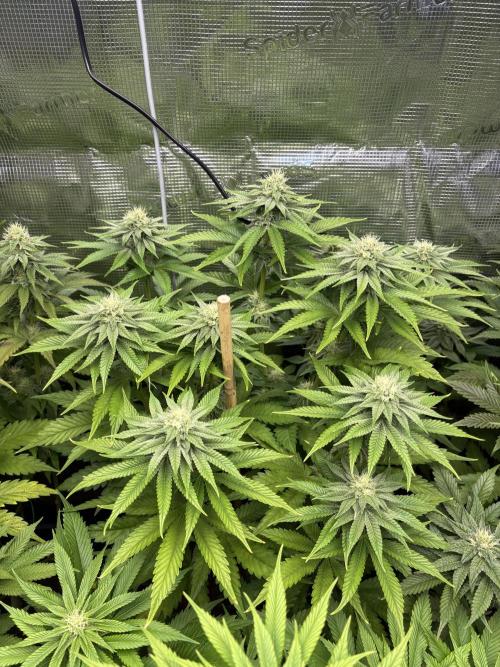 ✨ Strawberry Skilla – Terp Explosion. Week 8