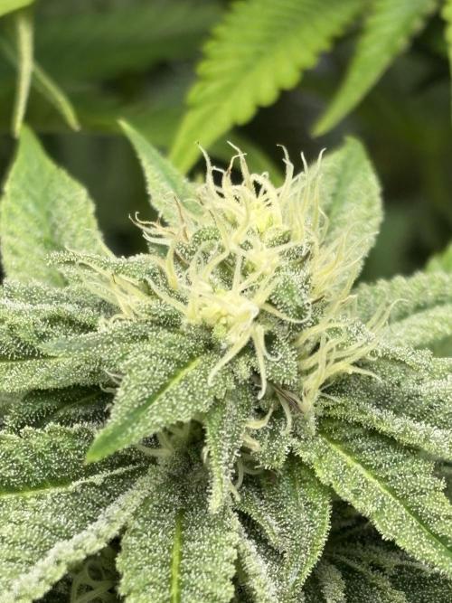 ✨ Strawberry Skilla – Terp Explosion. Week 8