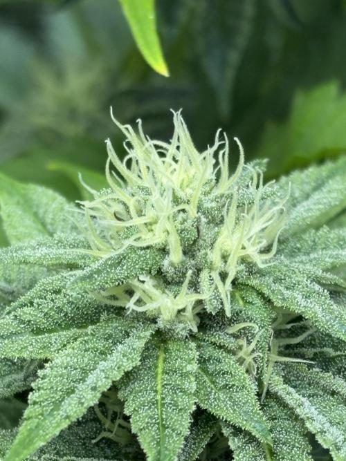 ✨ Strawberry Skilla – Terp Explosion. Week 8