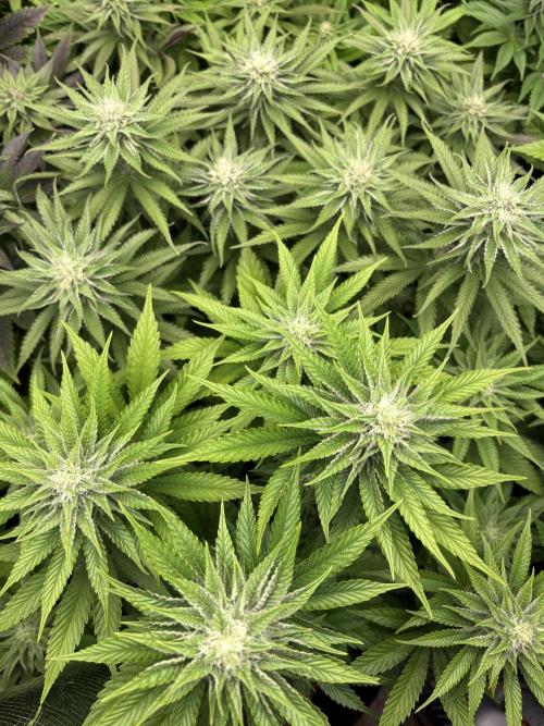 🍊 Mimozz – Glazed in Terps. Week 8