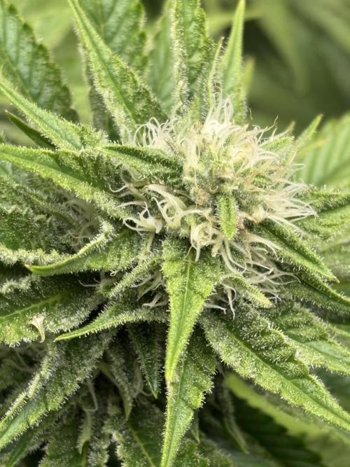 🍊 Mimozz – Glazed in Terps. Week 8