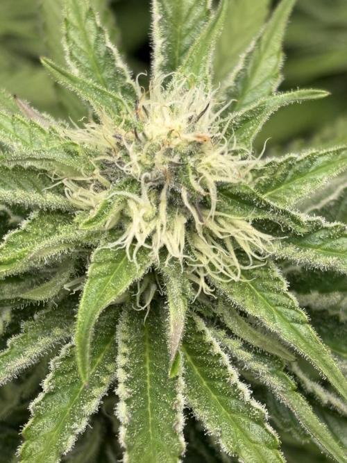 Mimozz. Week 8