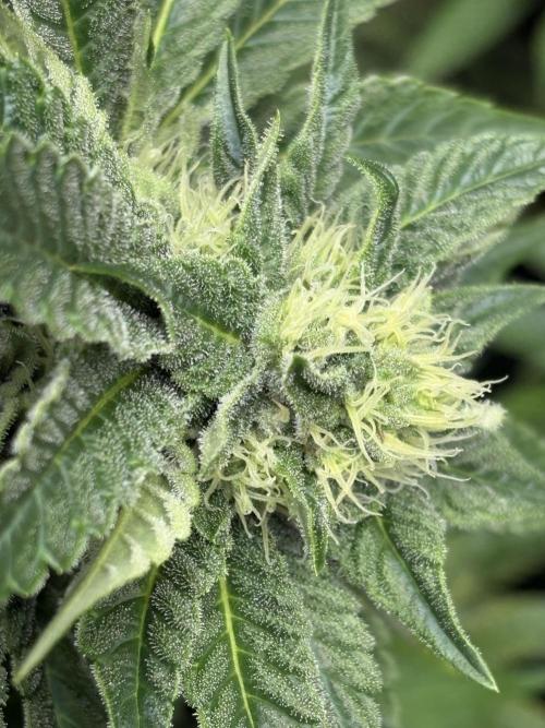 Project Lemon Orange: Zesty & Frosty. Week 8
