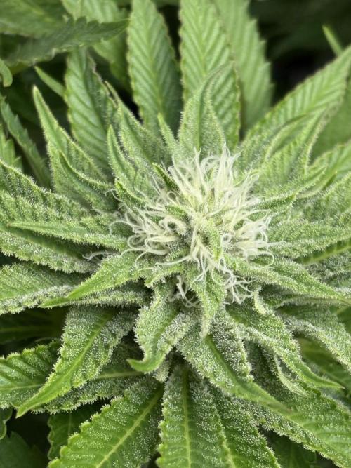 Lemon Orange. Week 8