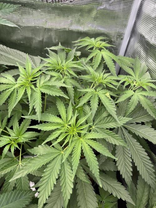 C5 Haze x Zkittlez x Cake  Flavor Run. Week 5