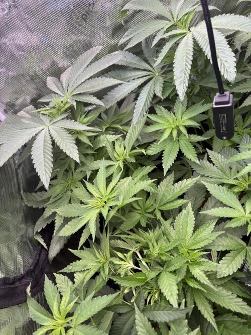 ✨ Purple Punch x Acai – Terp Dream. Week 5