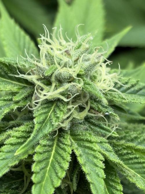 ⚡ Epic Buzz – Energy Overload. Week 8