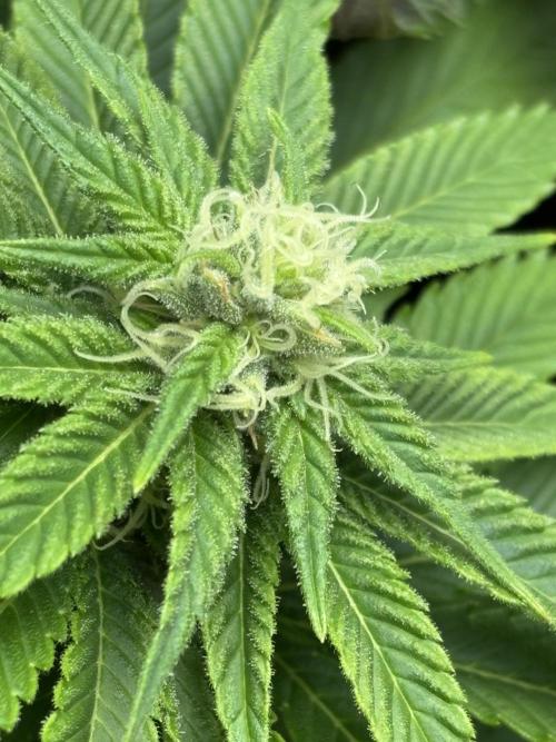 Epic Buzz. Week 8