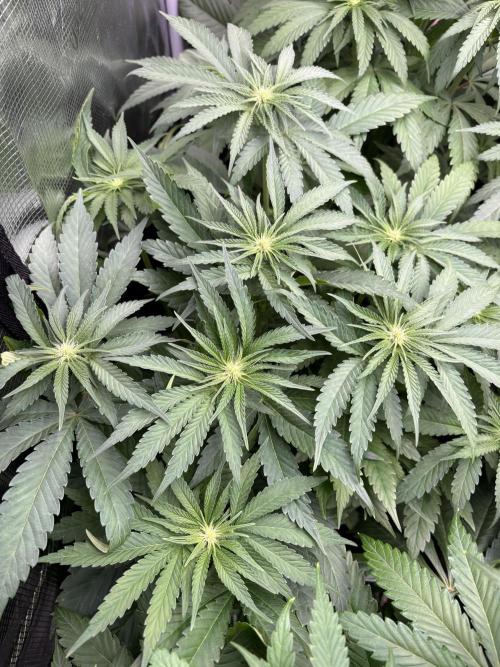 ✨ Purple Punch x Acai – Terp Dream. Week 6