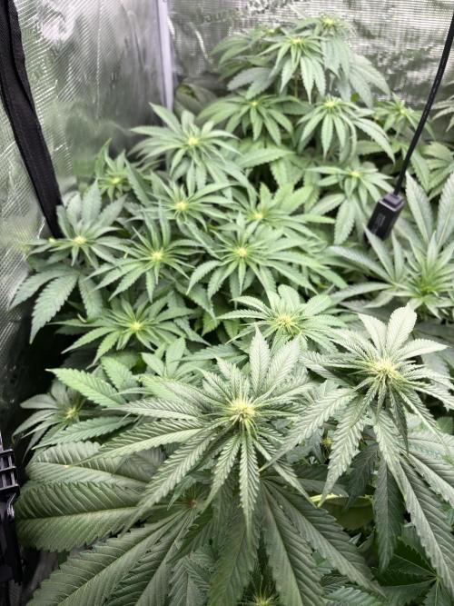✨ Purple Punch x Acai – Terp Dream. Week 6