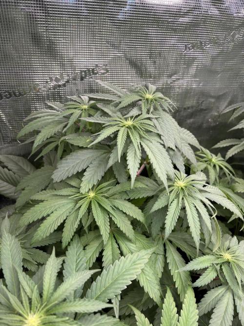 ✨ Purple Punch x Acai – Terp Dream. Week 6