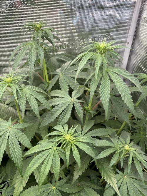 C5 Haze x Zkittlez x Cake  Flavor Run. Week 6