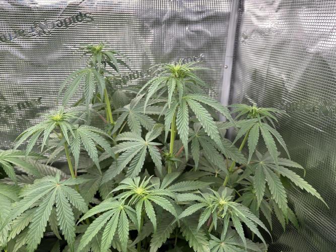 C5 Haze x Zkittlez x Cake  Flavor Run. Week 6