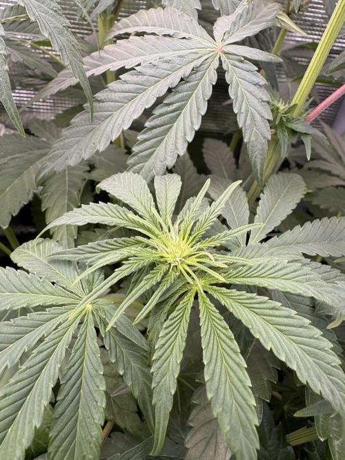 C5 Haze x Zkittlez x Cake  Flavor Run. Week 6