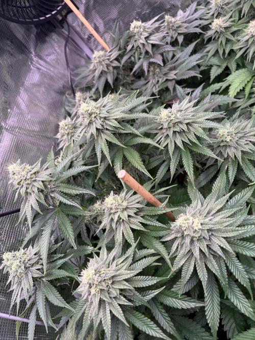 ✨ Strawberry Skilla – Terp Explosion. Week 9