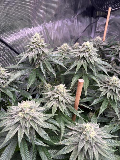 ✨ Strawberry Skilla – Terp Explosion. Week 9