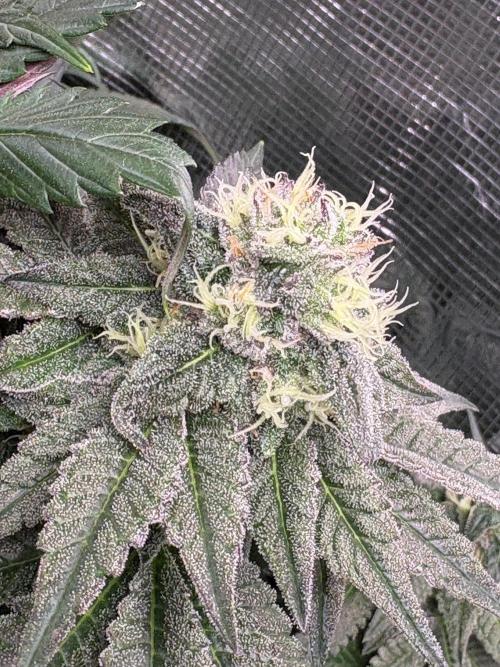 ✨ Strawberry Skilla – Terp Explosion. Week 9