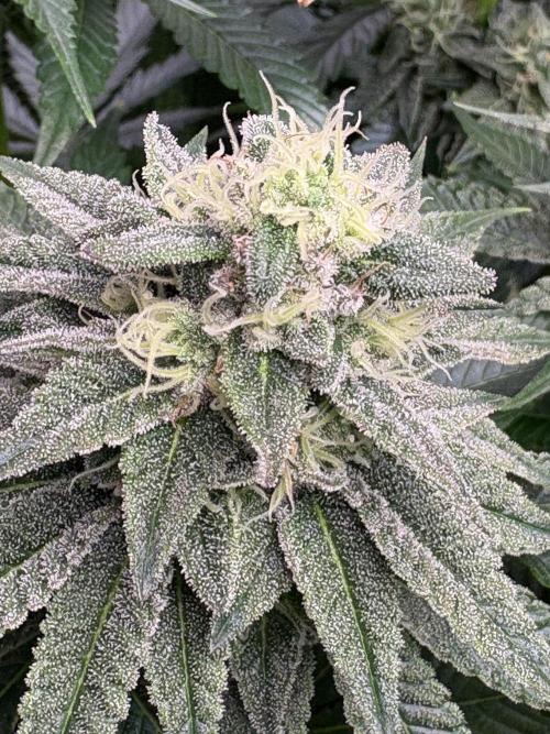 ✨ Strawberry Skilla – Terp Explosion. Week 9