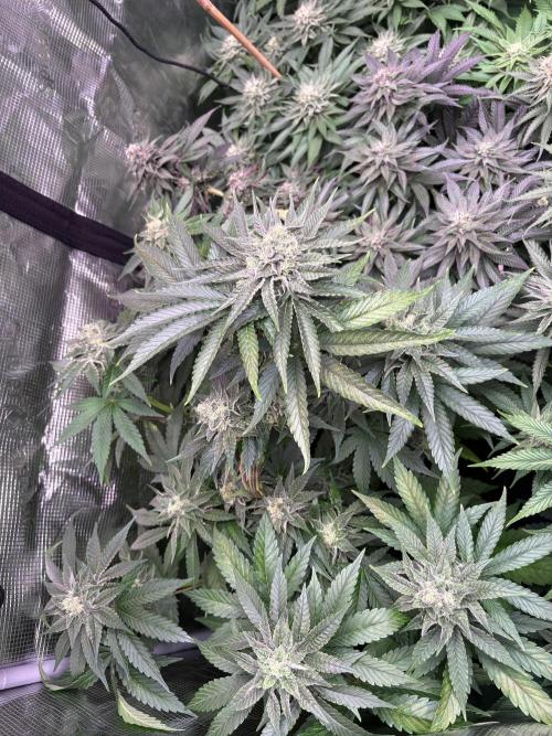 Project Lemon Orange: Zesty & Frosty. Week 9