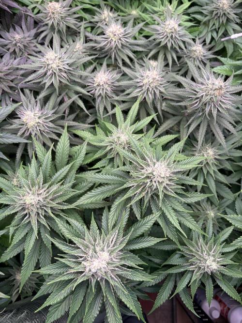 🍊 Mimozz – Glazed in Terps. Week 9