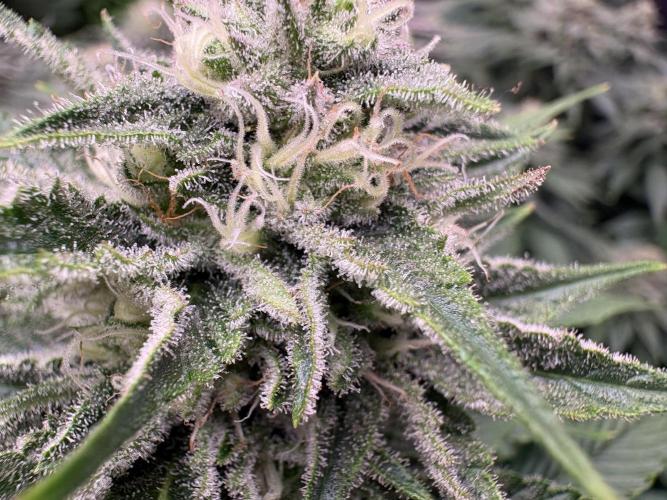 🍊 Mimozz – Glazed in Terps. Week 9