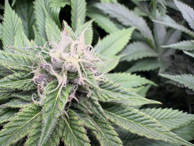 Epic Buzz. Week 9