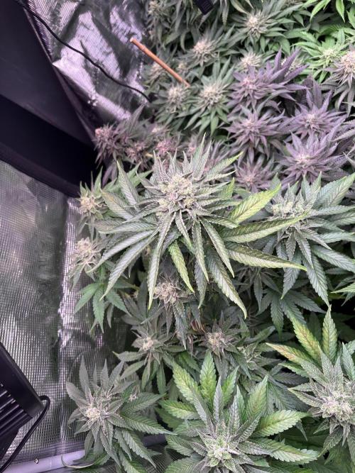 Project Lemon Orange: Zesty & Frosty. Week 10
