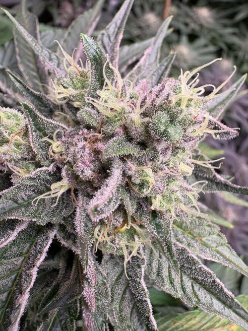 Project Lemon Orange: Zesty & Frosty. Week 10