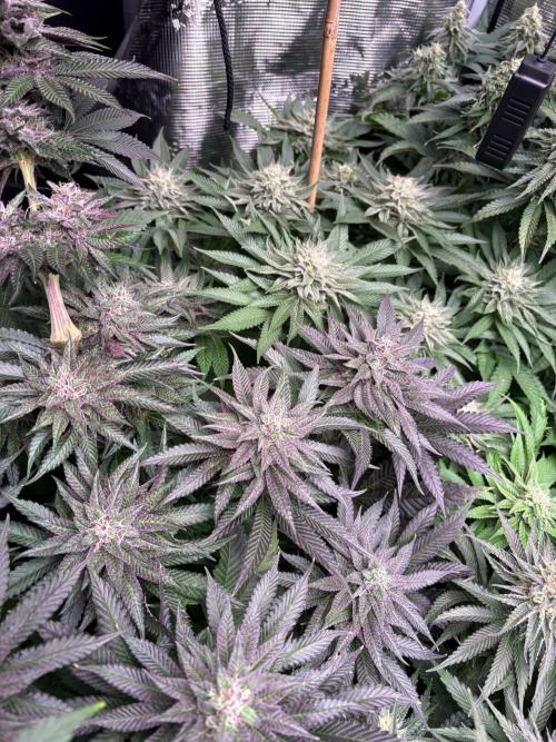 Project Lemon Orange: Zesty & Frosty. Week 10