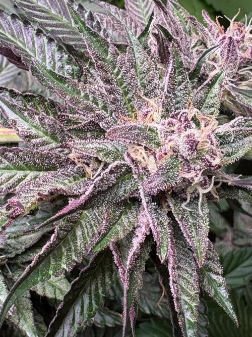 Project Lemon Orange: Zesty & Frosty. Week 10