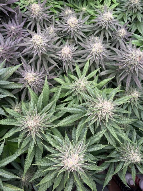 🍊 Mimozz – Glazed in Terps. Week 10