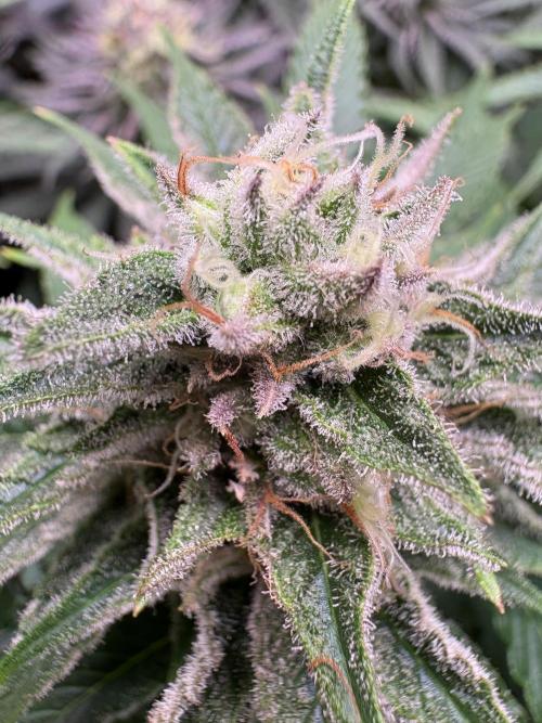 🍊 Mimozz – Glazed in Terps. Week 10
