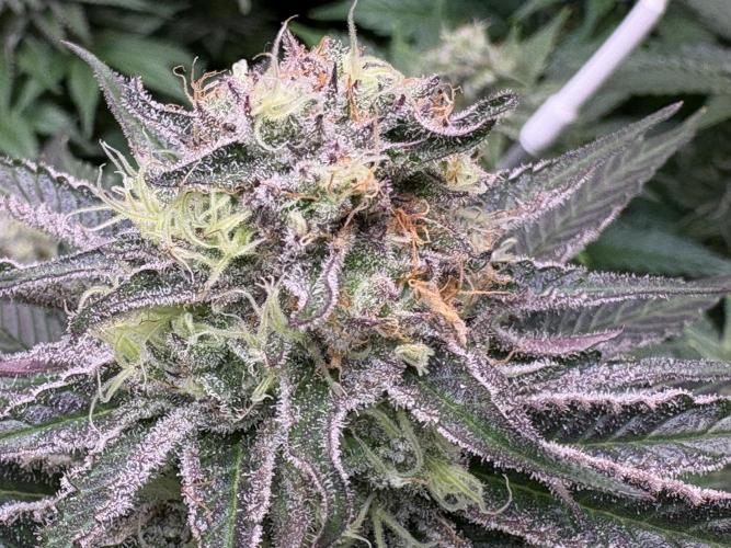 🍊 Mimozz – Glazed in Terps. Week 10