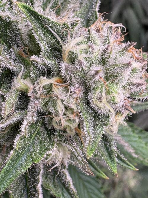 Mimozz. Week 10