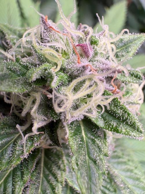 Epic Buzz. Week 10