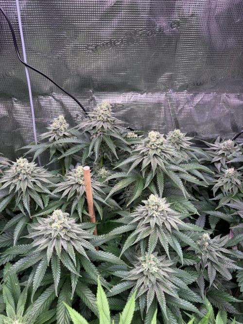 ✨ Strawberry Skilla – Terp Explosion. Week 10