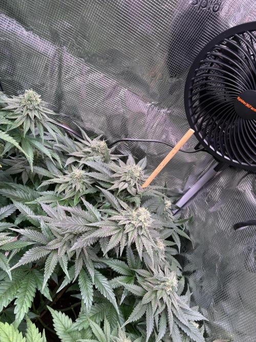 ✨ Strawberry Skilla – Terp Explosion. Week 10