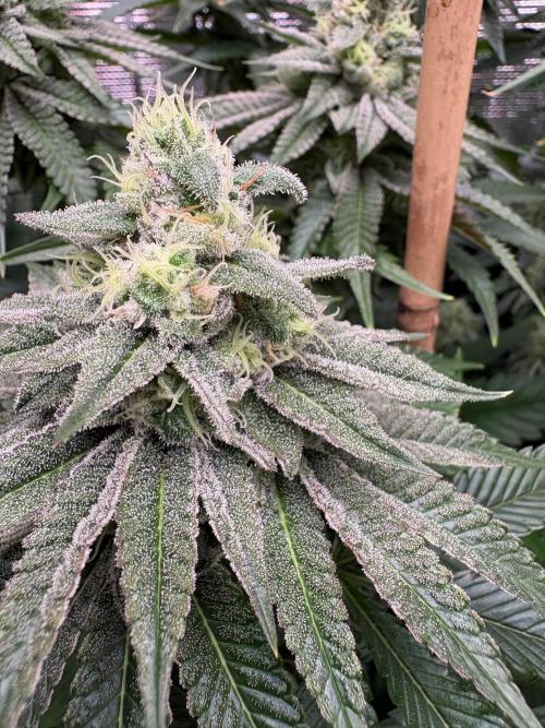 ✨ Strawberry Skilla – Terp Explosion. Week 10