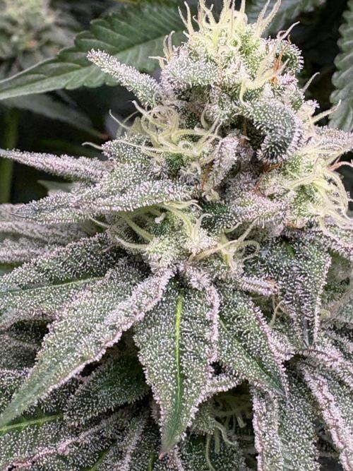 ✨ Strawberry Skilla – Terp Explosion. Week 10