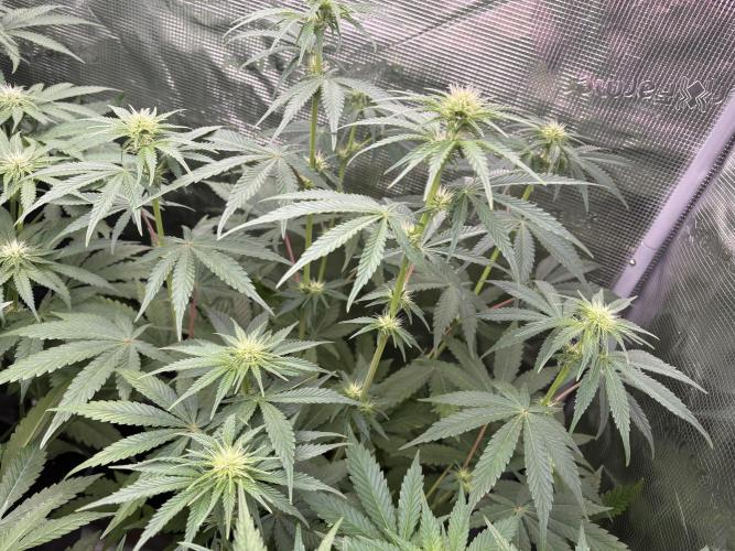 C5 Haze x Zkittlez x Cake  Flavor Run. Week 7