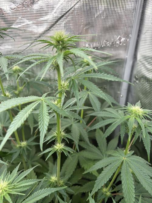 C5 Haze x Zkittlez x Cake  Flavor Run. Week 7