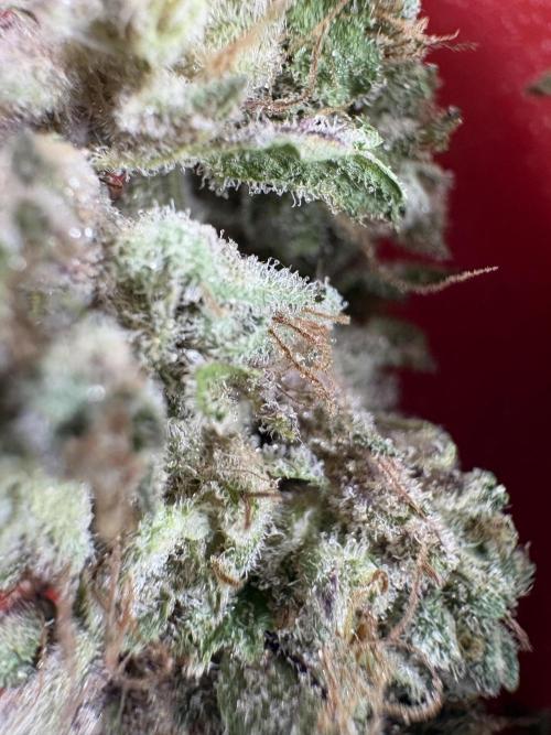 London Mint Cycle. Week 14