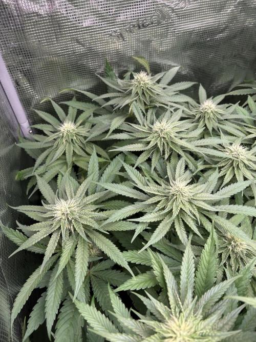 Acaiberry x Purple Punch. Week 8