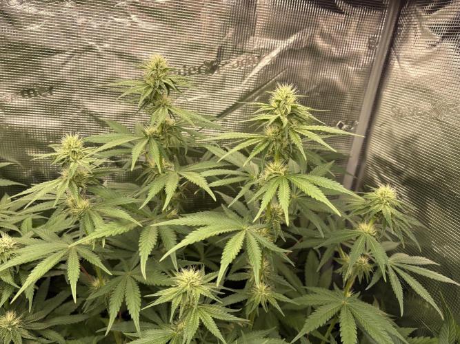 C5 Haze x Zkittlez x Cake  Flavor Run. Week 8