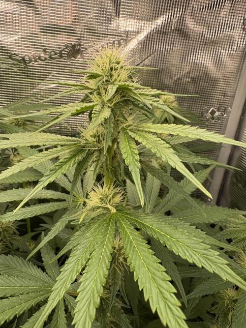 C5 Haze x Zkittlez x Cake  Flavor Run. Week 8