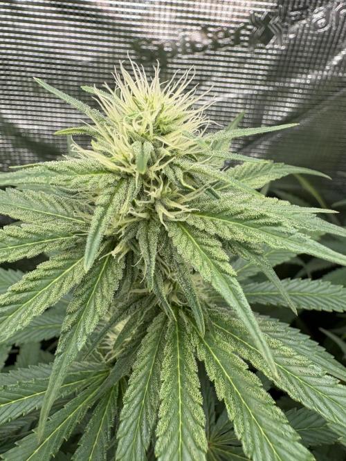 C5 Haze x Zkittlez x Cake  Flavor Run. Week 8