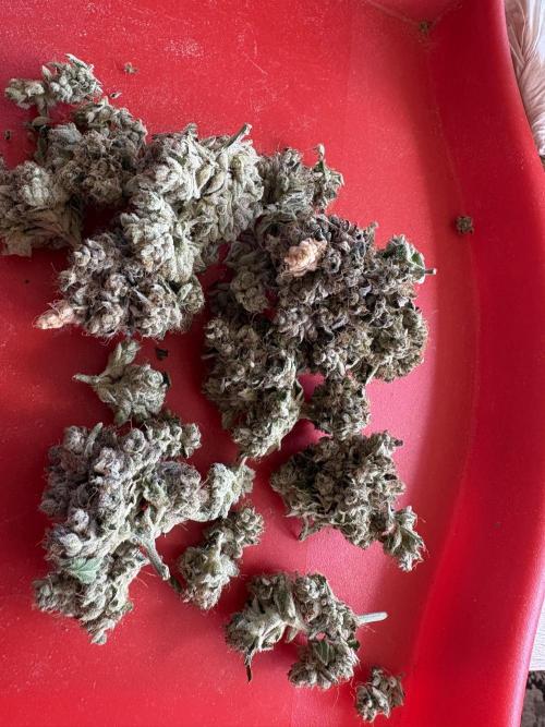 Milk & Terps – Coco Milk Diary. Week 14